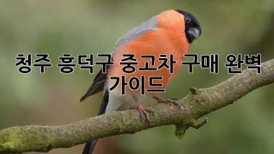 청주 흥덕구 중고차 구매 완벽 가이드